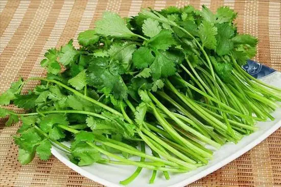 香菜竟是餐桌上的消炎药!常吃可改善代谢、减轻疲劳