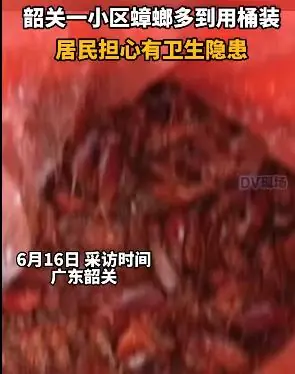 广东一小区蟑螂集体出没 清扫后的虫体多到用桶装!