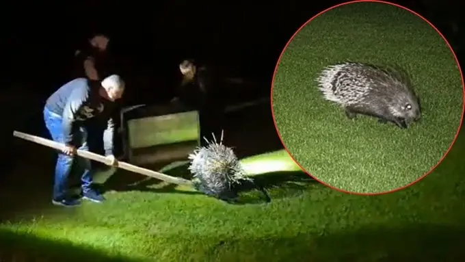波兰专家受邀抓捕流浪豪猪 到场一看竟是自家跑丢的