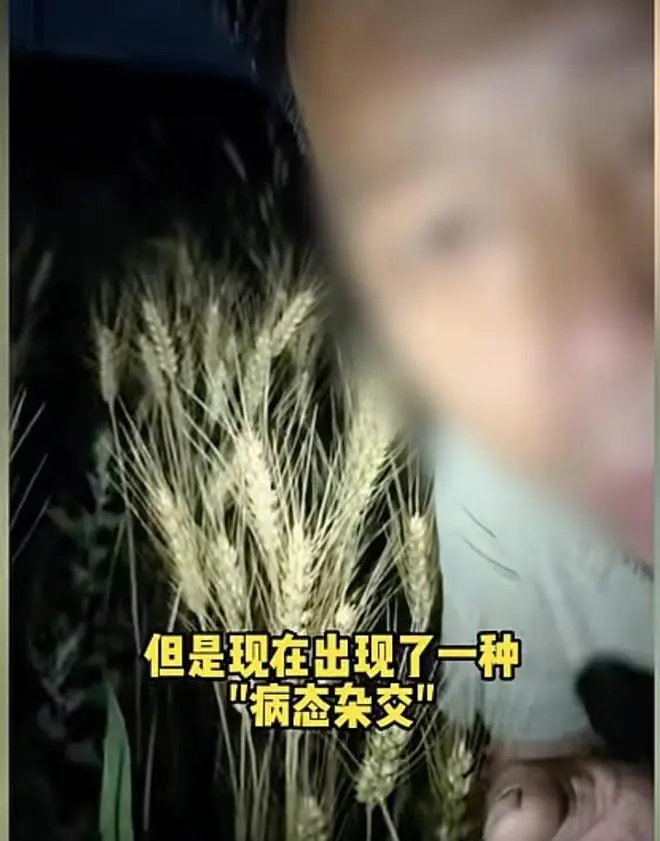 农业网红诋毁杂交水稻，媒体：一些人还是吃得太饱了！