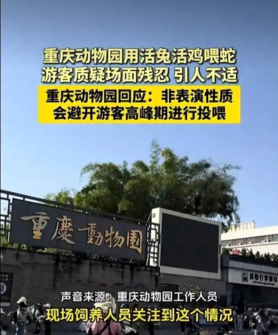 重庆动物园活体喂蛇惹争议 园方:今后避开高峰期