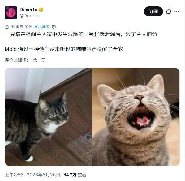 绝世好猫!美国夫妻靠猫咪及时发现一氧化碳泄漏被救