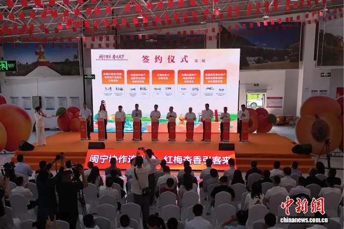 宁夏彭阳红梅杏迎开园盛会 小鲜果铺就“杏”福生活