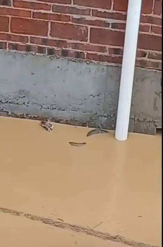 广西横州洪水中有蛇外逃?当地回应