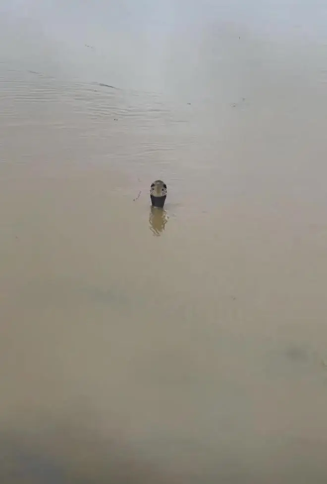 洪水中的蛇 视频截图