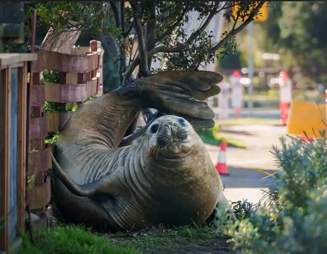 胖海豹成了澳洲明星！不爱下海，喜欢当街溜子？可是离人太近，它有点危险...