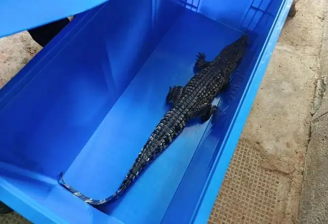 “鳄了么”上门?上海16岁男生网购“迷你宠物”,被家人暂存在消防通道,一觉醒来,半米长的鳄鱼不见了