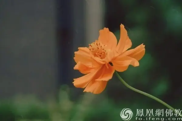 一日禅:最动听的语言