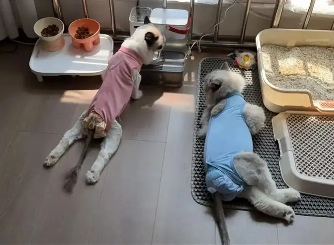 数千只猫吃同款猫粮后瘫痪?伯纳天纯:无法认定存在直接关联