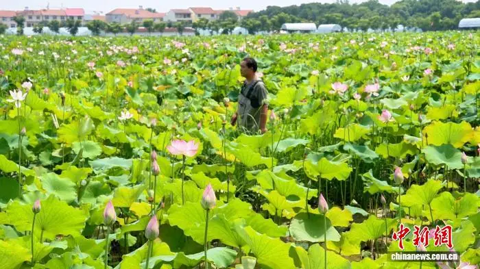 (寻味中华|节令)小暑食新早 人间烟火长