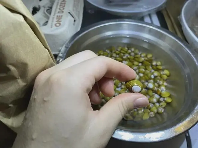 你从小吃到大的河贝,正在悄悄占领全世界的淡水河流