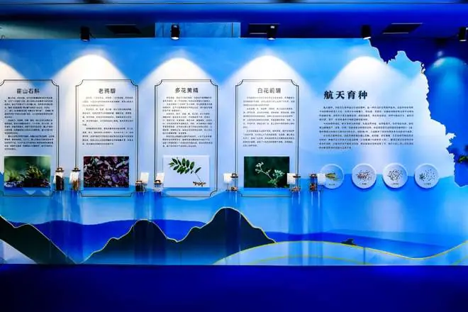 太空药材种子扎根大别山 产学研合力推进航天育种产业化落地