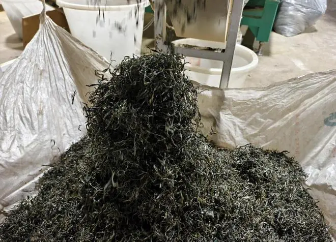 传统茶叶市场哀鸿遍野!茶商:做茶,越来越看不到希望!