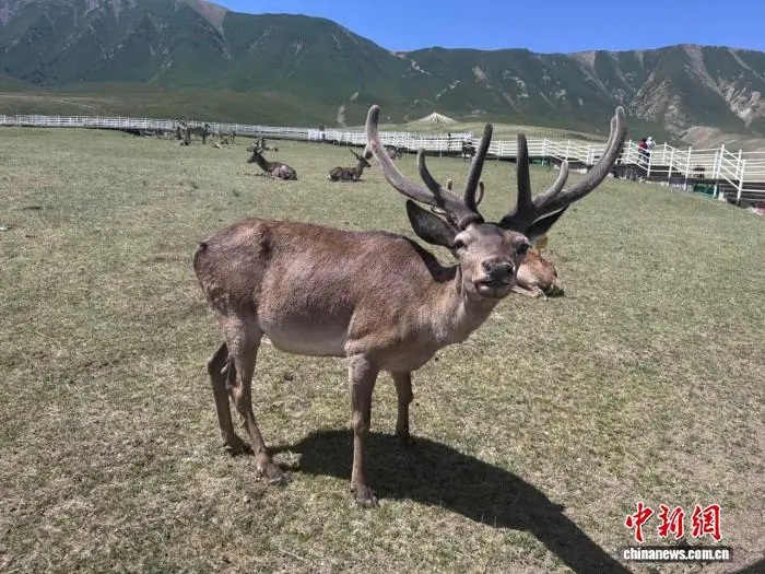 循弱水而上:在肃南看祁连山文旅发展