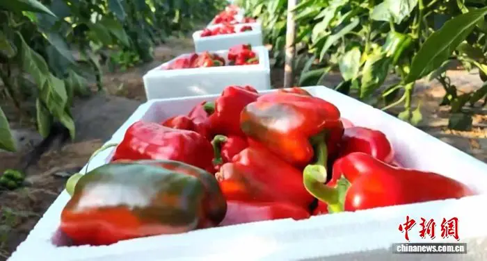 (乡村行·看振兴)山西朔州:彩椒变身“金钥匙” 开启乡村振兴“致富门”